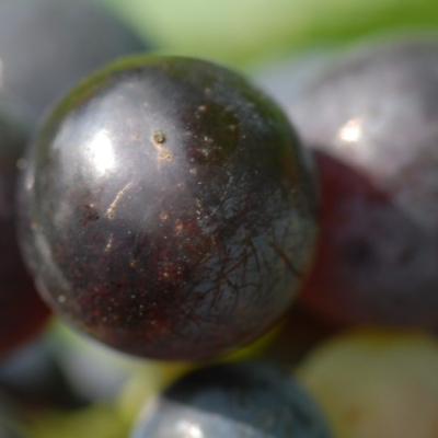 Schwarzriesling ANT 0525